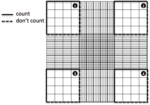 Hemocytometer squares to count