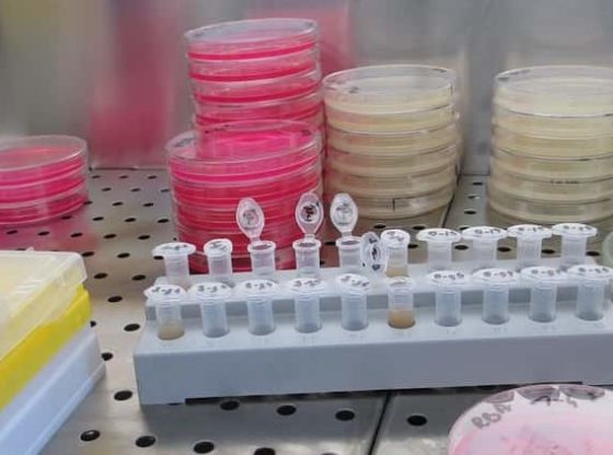 Cell culture intro