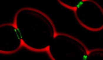 Counting yeast cells