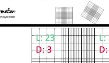 hemocytometer calculation tutorial