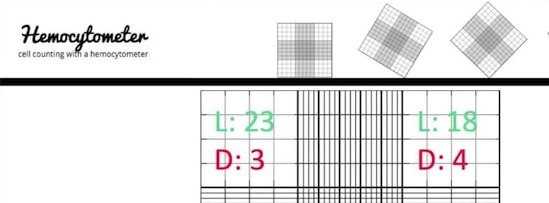 hemocytometer calculation tutorial