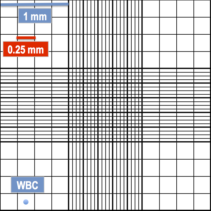 hemocytometer corner square size
