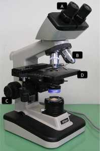 compound microscope