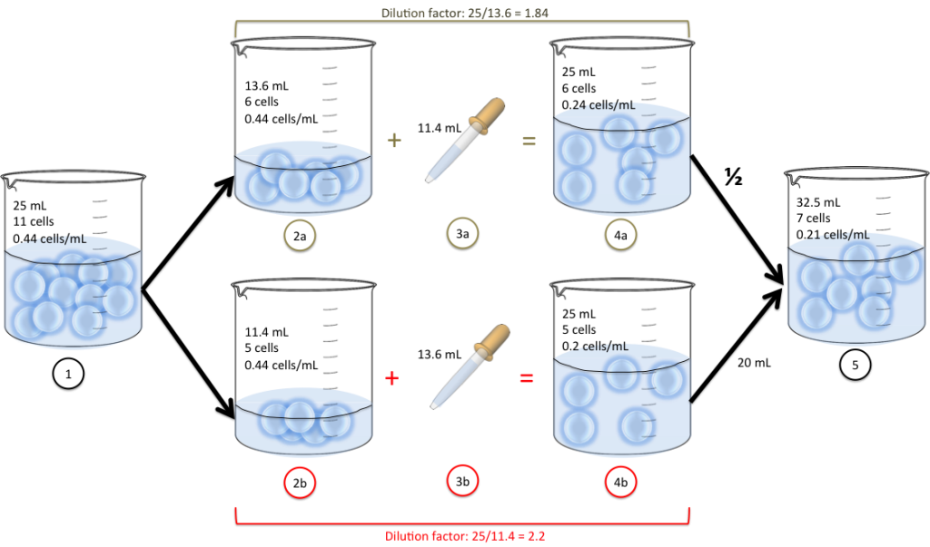 cell splitting dilution factor