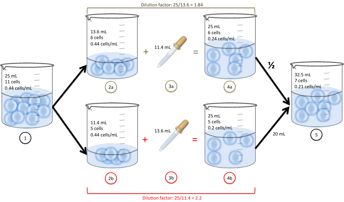 Using The Dilution Factor To Calculate Dilutions Hemocytometer using-the-dilution-factor-to-calculate-dilutions-hemocytometer