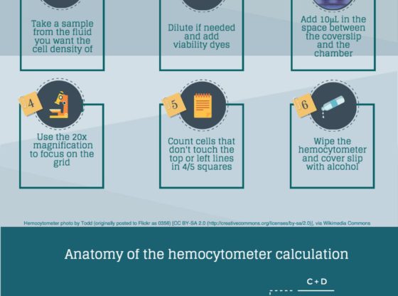 Counting cells with a hemocytometer in 6 simple steps